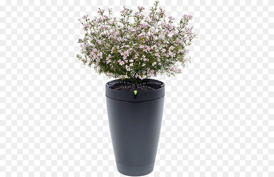 Pot Hd Parrot Pot, Flower, Plant, Potted Plant, Flower Arrangement Free Png
