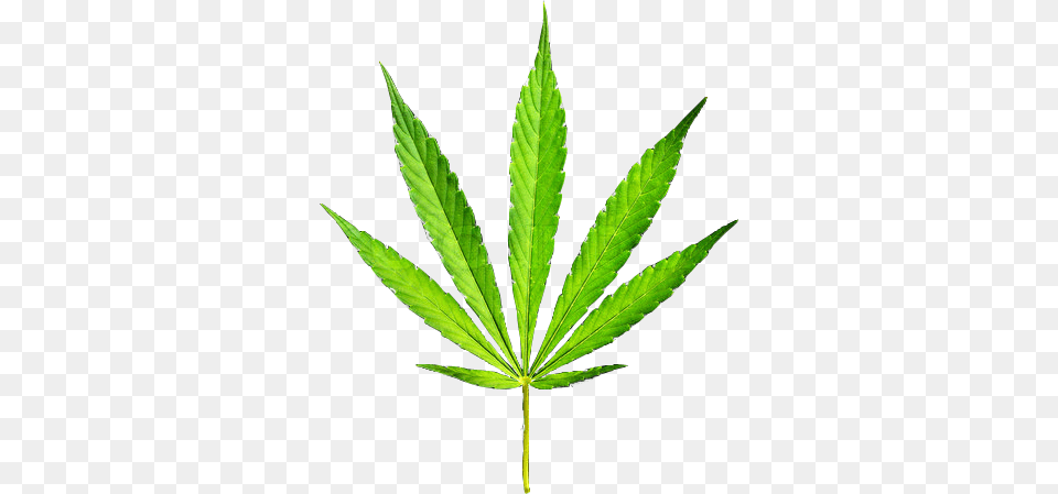 Pot Leaf, Plant, Hemp, Weed Free Png Download