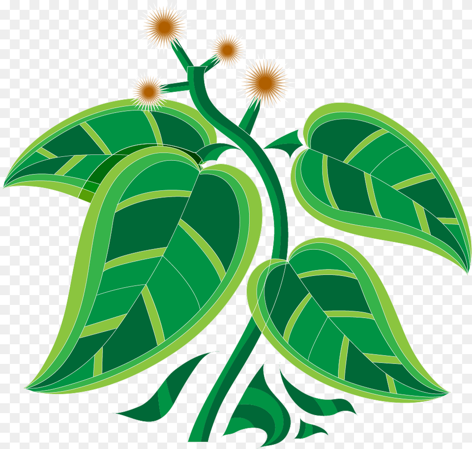 Pot Leaf, Green, Herbal, Herbs, Plant Png Image