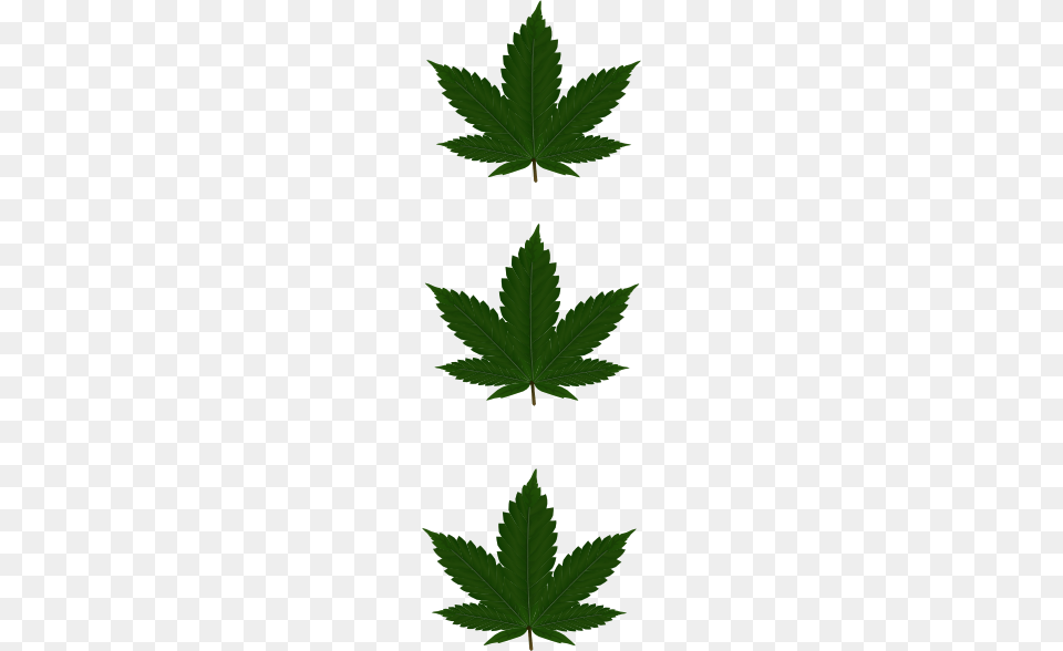 Pot Leaf Clipart, Plant, Herbal, Herbs, Weed Free Transparent Png