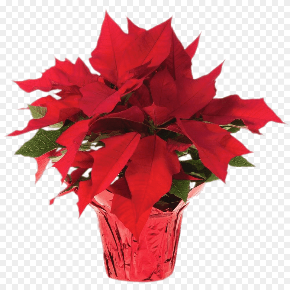 Pot Of Poinsettias, Jar, Leaf, Plant, Potted Plant Free Png