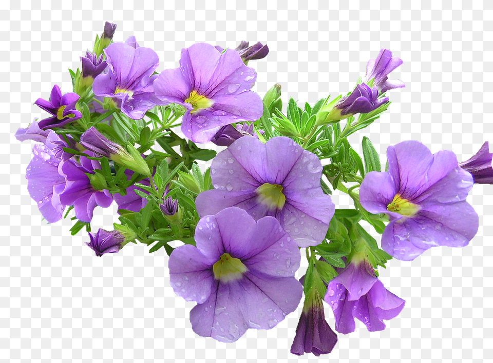 Pot Plant Flower, Geranium, Purple, Flower Arrangement Png