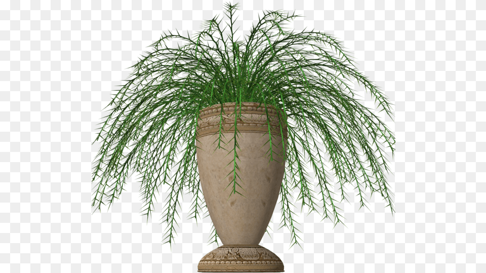 Pot Plant Clipart Fern Plant Stock Stock Potted Fern Plants Transparent Background, Jar, Potted Plant, Pottery, Tree Png Image
