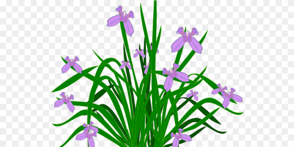 Pot Plant Clipart Healthy Vasos De Plantas Aquaticas Flower Small Plants, Iris, Purple, Anther Free Png