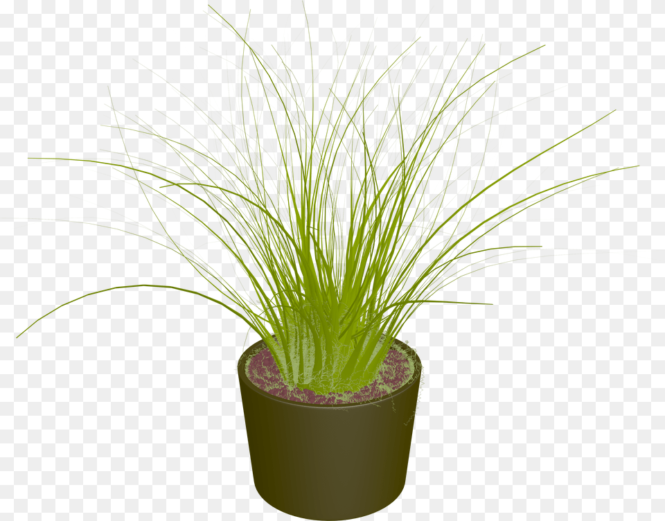 Pot Plant Clipart Land Clipart Binsen Im Topf, Potted Plant, Grass, Pottery, Flower Png Image