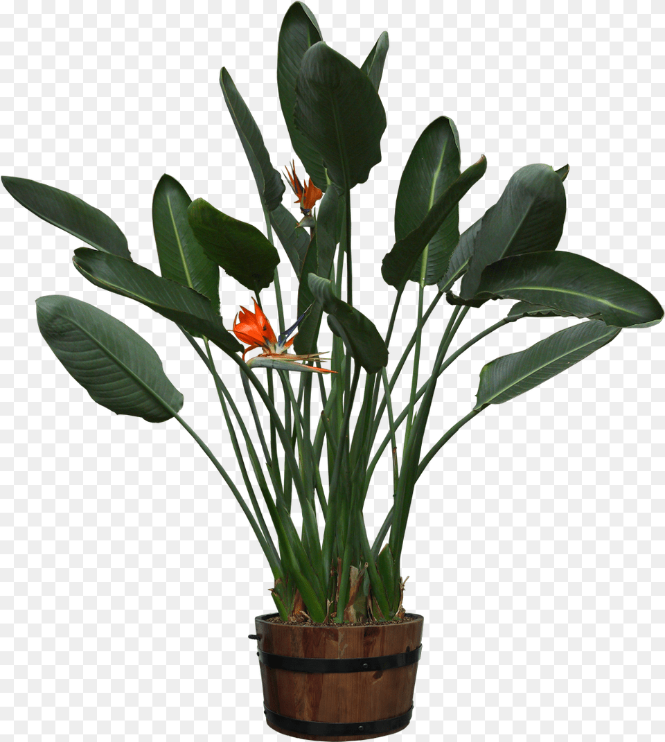 Pot Plants Cut Out, Flower, Flower Arrangement, Ikebana, Plant Free Png