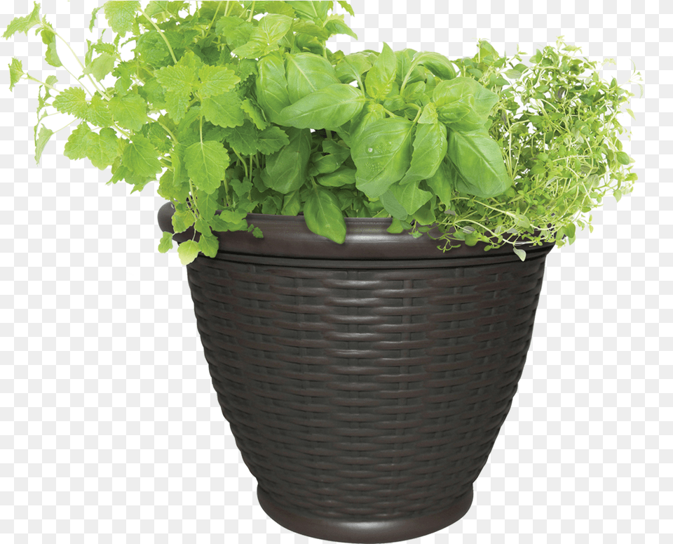 Pot With Soil Background Outdoor Flower Pot, Herbs, Mint, Plant, Potted Plant Free Transparent Png