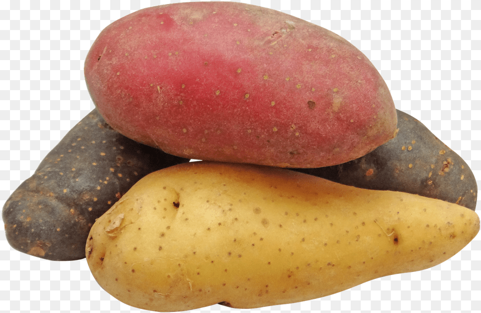 Potato Fingerling Rainbow Picture Red Potatoes Transparent Background, Food, Plant, Produce, Vegetable Png