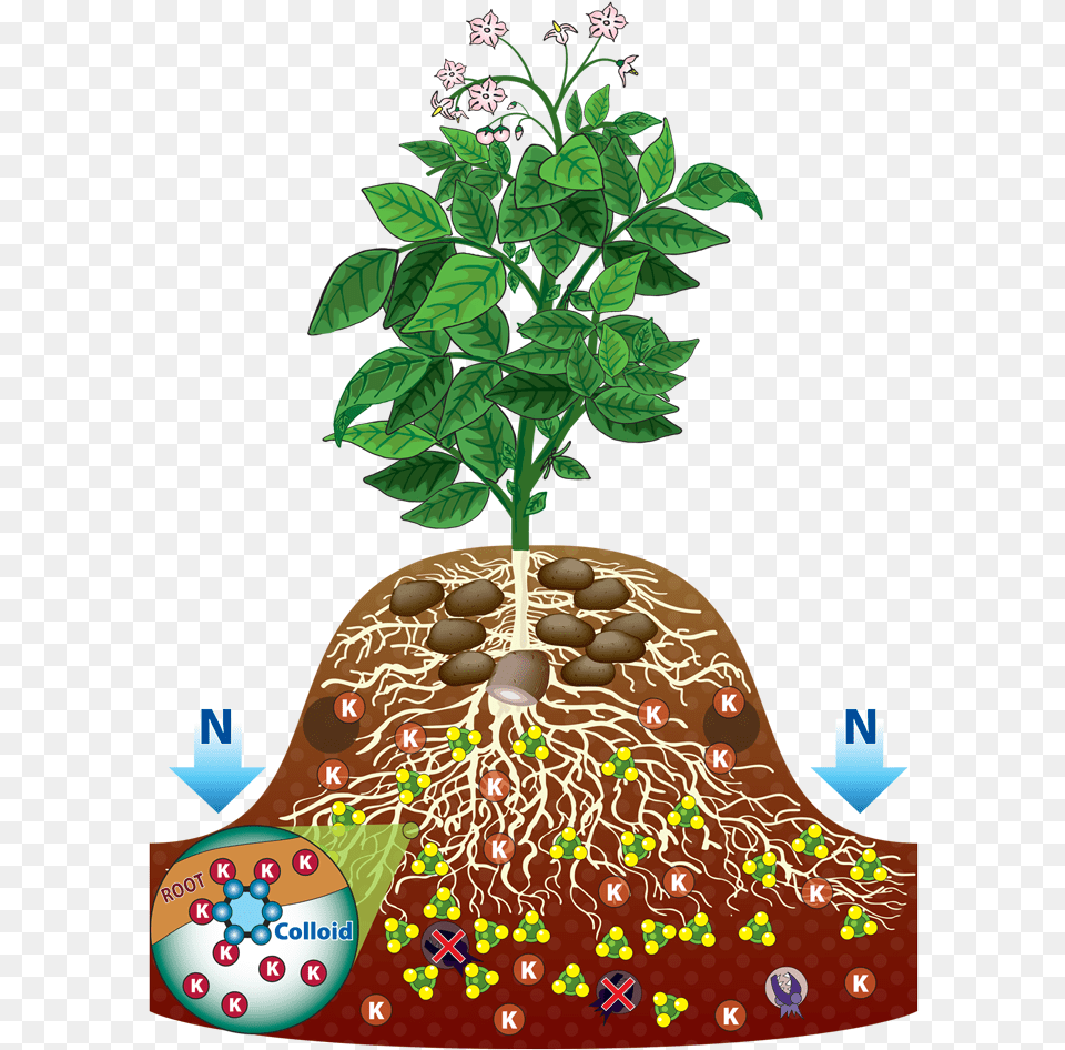 Potato Plant Root Download Potato Root Plant, Leaf, Herbal, Herbs, Vegetation Free Transparent Png