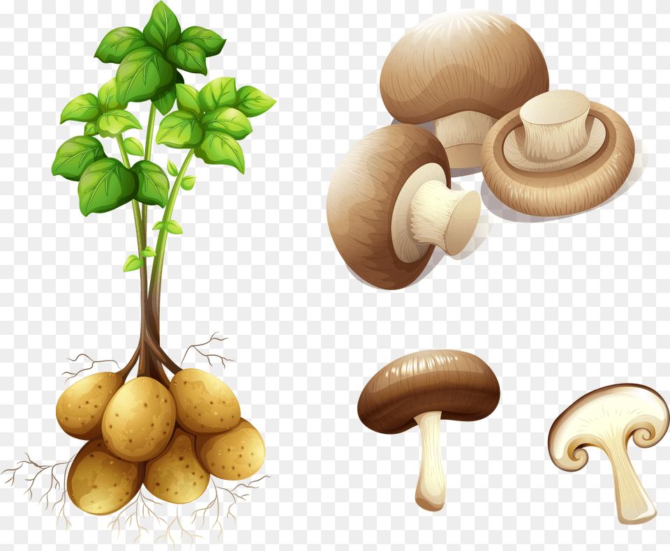Potato Plant Stem Royalty Clip Art Stem Potato, Fungus, Herbs, Mushroom, Tape Free Transparent Png