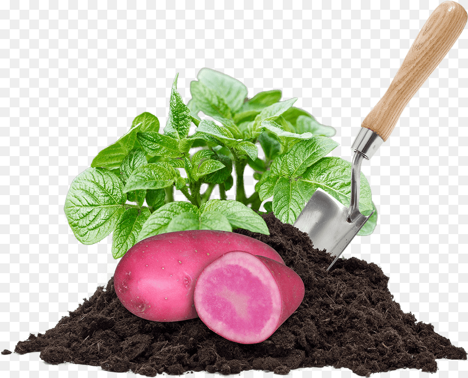 Potatoes Pile Of Dirt Leaves And A Shovel Compost, Soil, Device, Tool, Outdoors Free Transparent Png