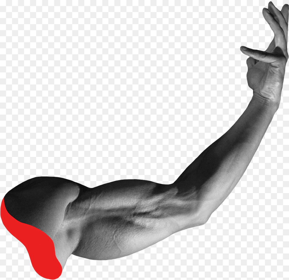 Potential Artist Bone, Arm, Body Part, Person, Adult Png