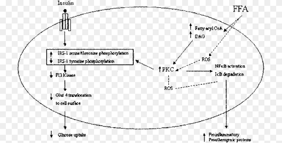 Potential Mechanism Of Ffa On Insulin Resistance And Ffa Insulin Resistance Mechanism, Gray Png Image