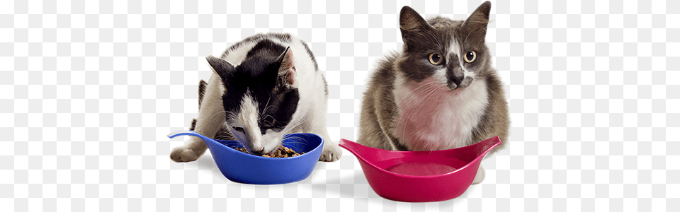 Potes Para Gatos Produtos Para Gatos, Bowl, Animal, Cat, Mammal Free Png
