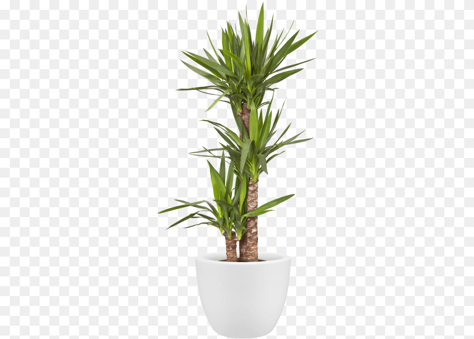 Pots, Plant, Potted Plant, Tree, Aloe Free Png Download