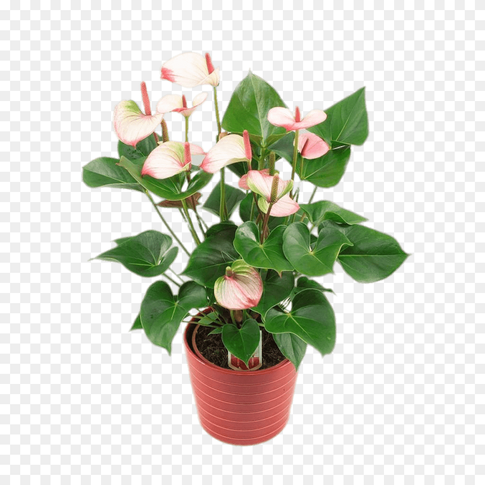 Potted Anthurium, Flower, Plant, Flower Arrangement Png