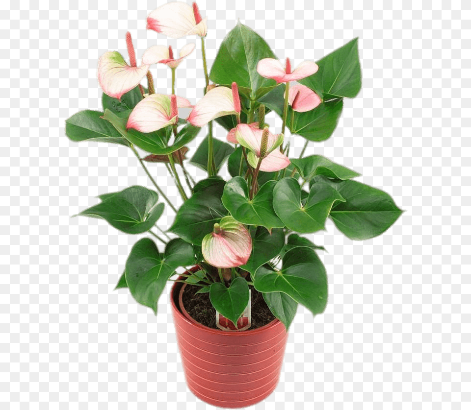 Potted Anthurium Anthurium Princess Amalia Elegance, Flower, Plant, Flower Arrangement Free Png Download