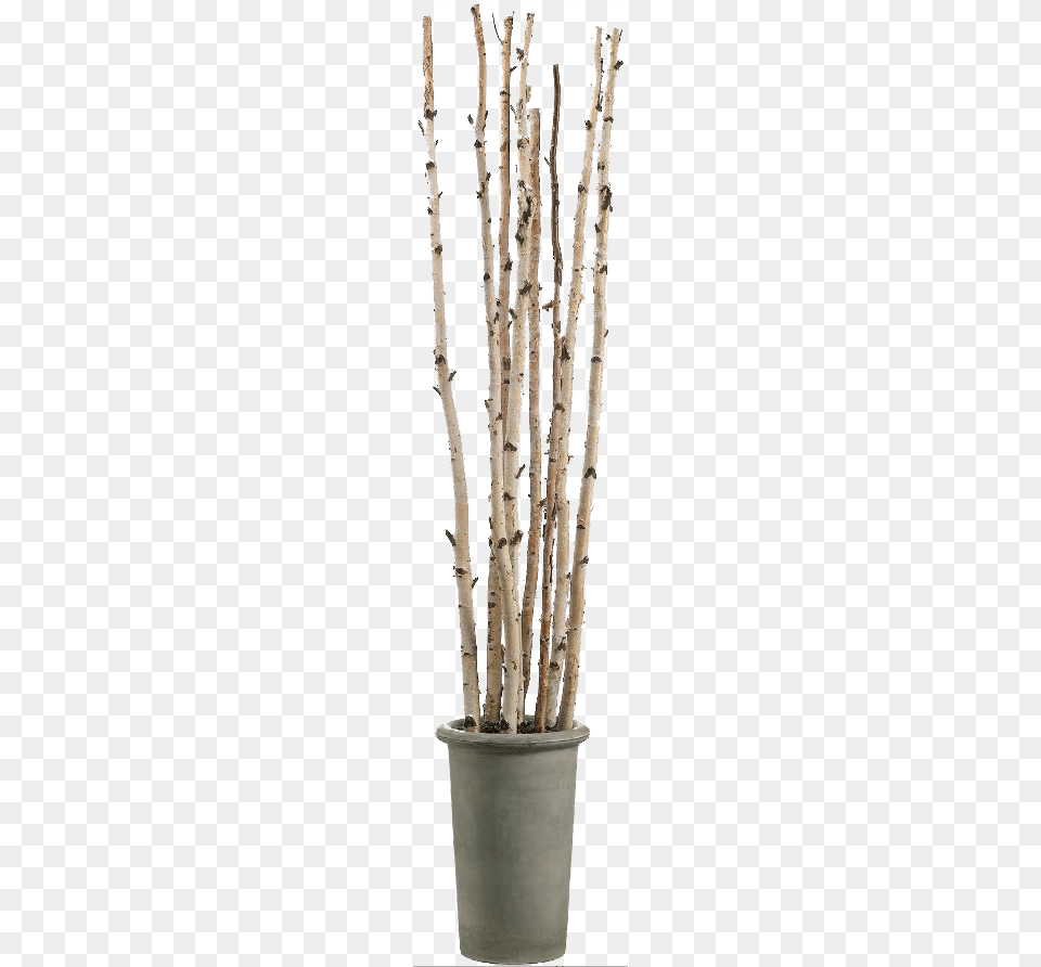 Potted Aspen Branches, Plant, Tree, Birch, Potted Plant Free Transparent Png