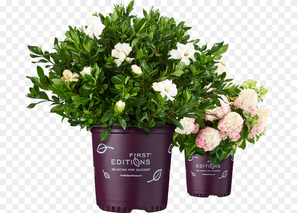 Potted Branded Plants, Flower, Flower Arrangement, Flower Bouquet, Plant Free Transparent Png