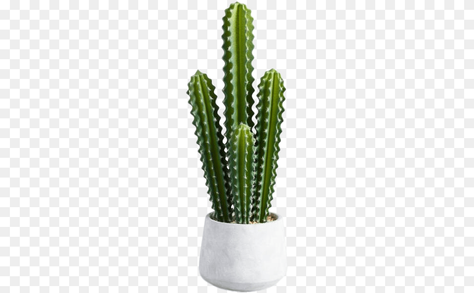 Potted Cactus, Plant Png Image