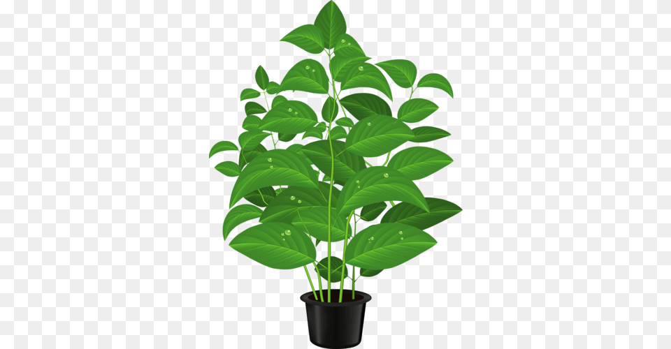 Potted Clipart, Green, Leaf, Plant, Herbal Free Transparent Png