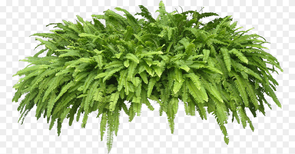 Potted Fern 4 Image Plants, Plant Free Transparent Png