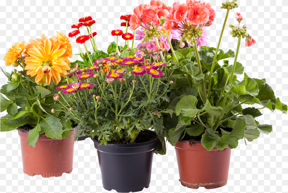 Potted Flower Clipart Flower Pots Images, Potted Plant, Plant, Geranium, Flower Bouquet Png