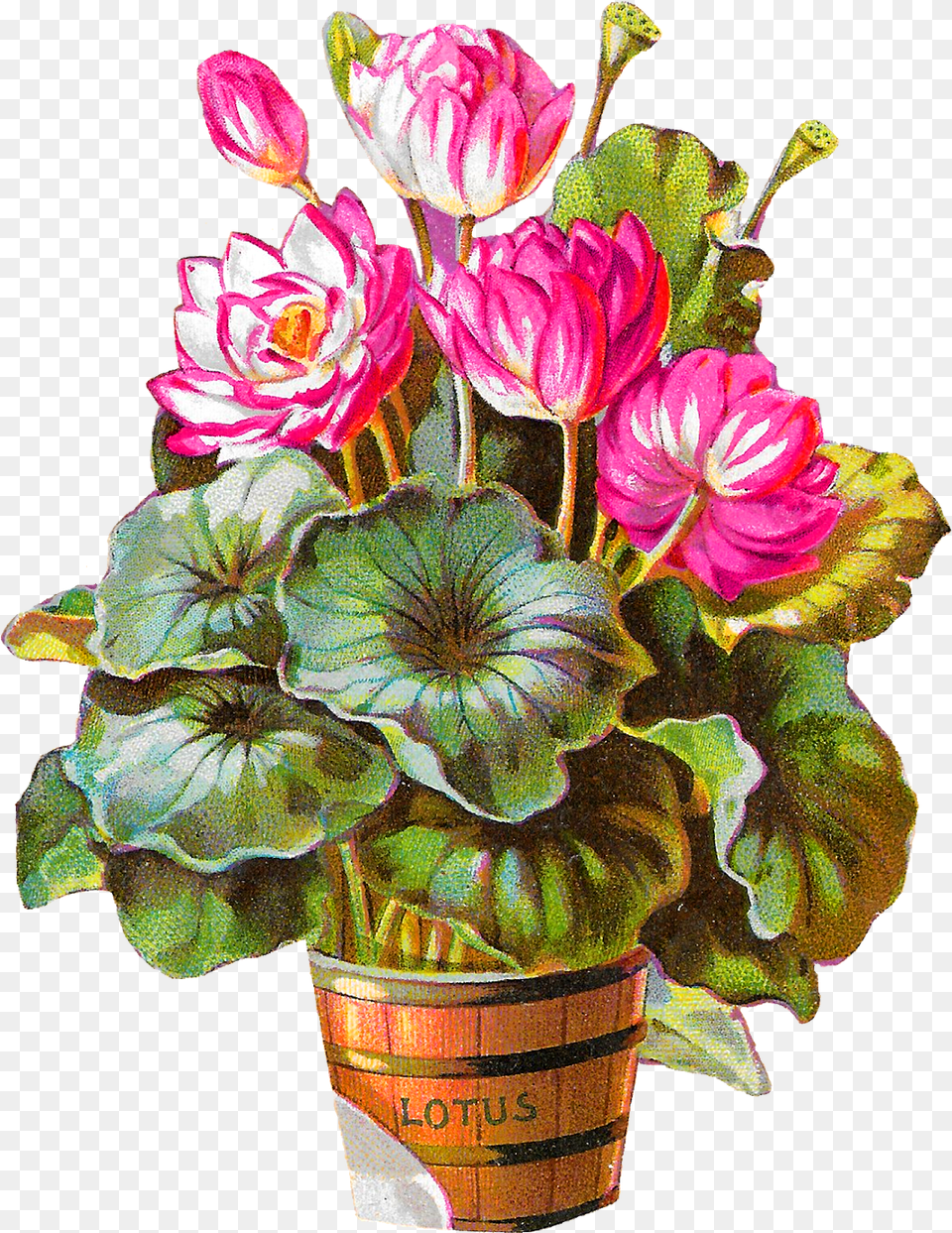 Potted Flower Clipart Hd, Flower Arrangement, Flower Bouquet, Geranium, Plant Png Image