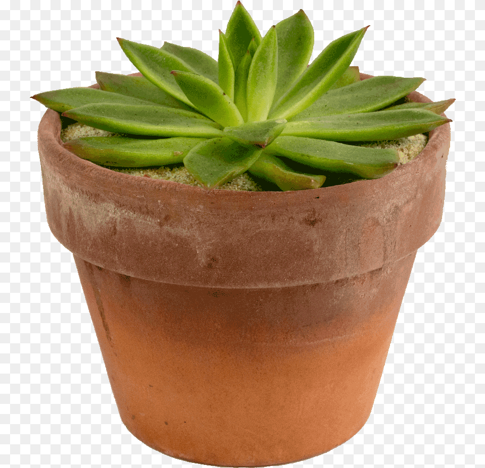 Potted Flowers Potted Succulent, Plant, Potted Plant, Cookware, Pot Free Png Download