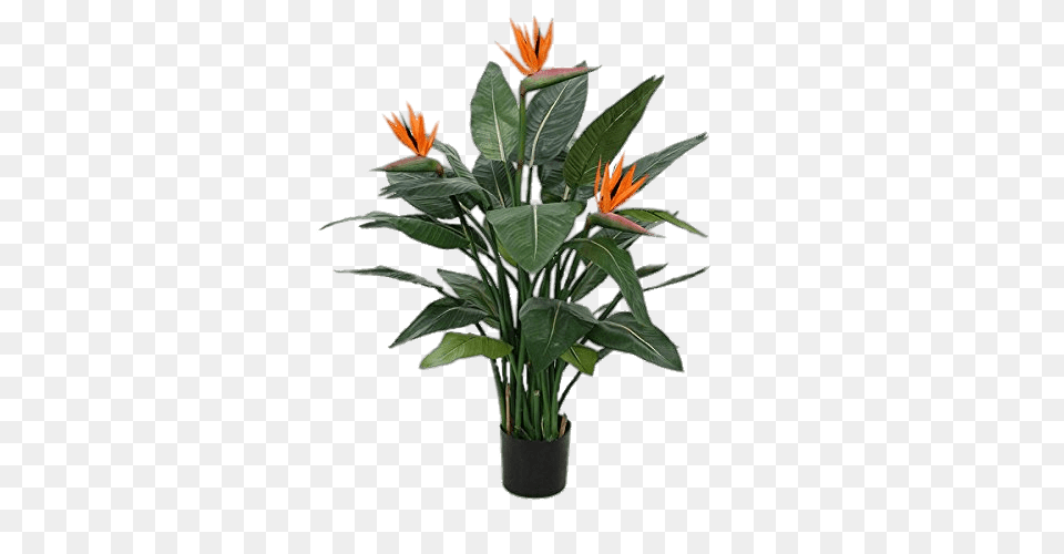 Potted Heliconia, Flower, Flower Arrangement, Plant, Potted Plant Free Png Download