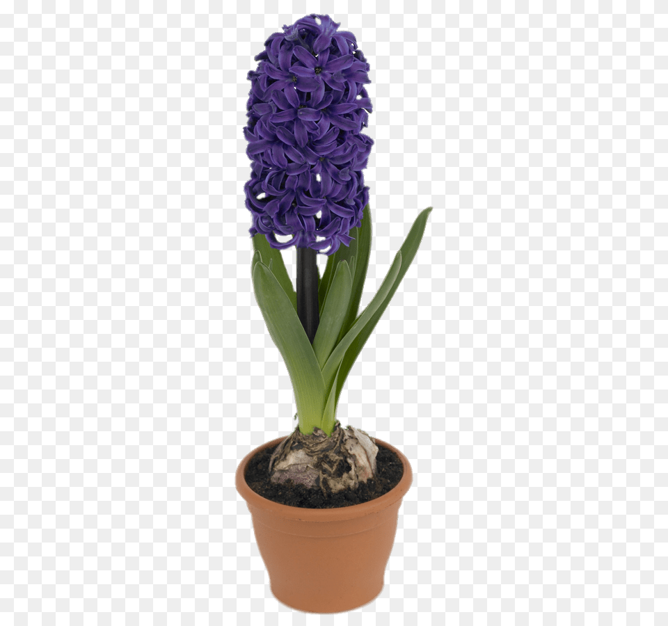 Potted Hyacinth, Flower, Plant, Flower Arrangement, Geranium Free Png Download