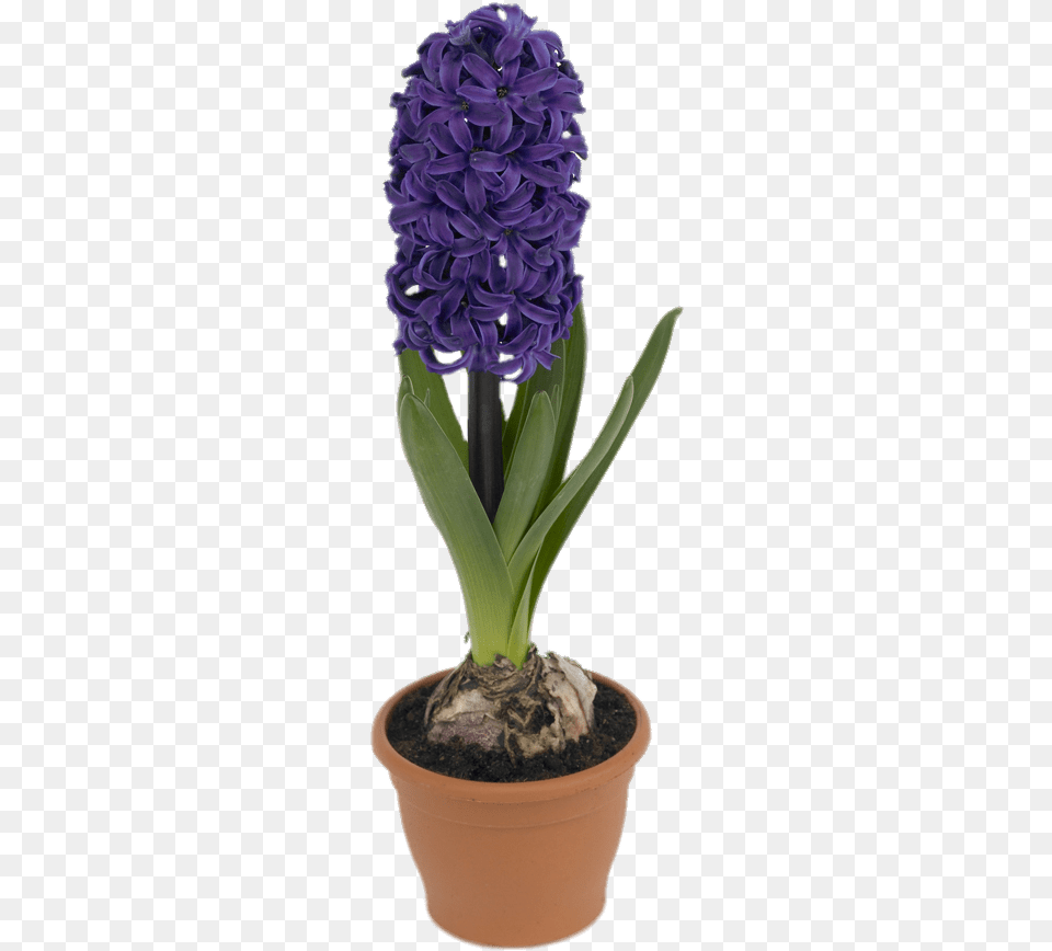 Potted Hyacinth, Flower, Flower Arrangement, Plant, Potted Plant Png