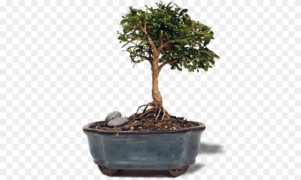 Potted In A Bird Ceramic 5 Pot Bonsai Bonsai, Plant, Potted Plant, Tree Png