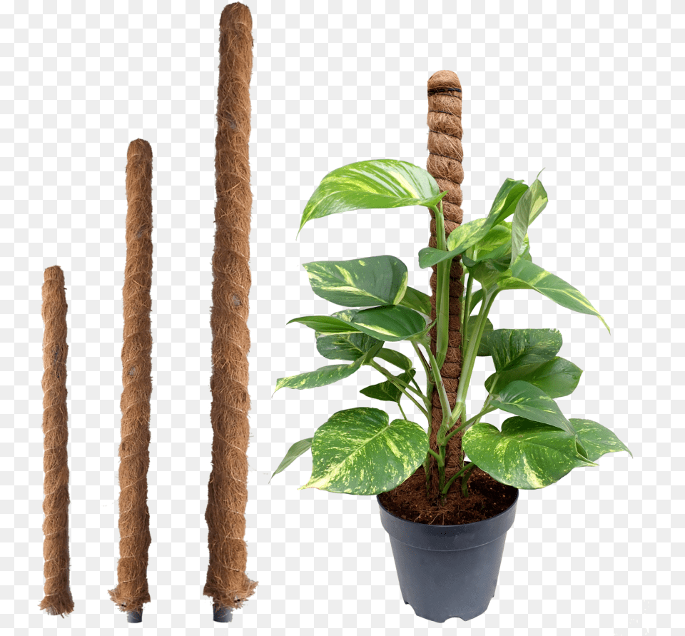 Potted Money Plant, Flower, Leaf, Potted Plant Png Image