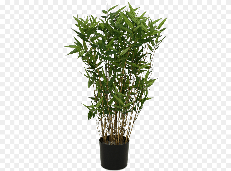 Potted Palm Tree Image Transparent Bamboo Plant Free Png