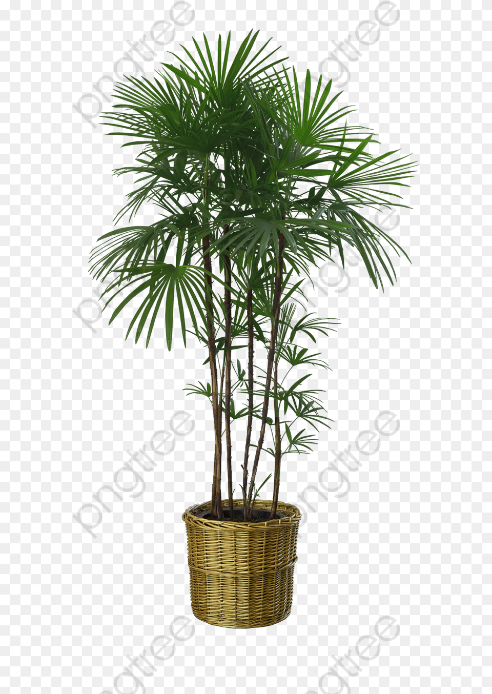 Potted Palm Trees Large Transparent Background House Plant, Palm Tree, Potted Plant, Tree, Leaf Free Png Download