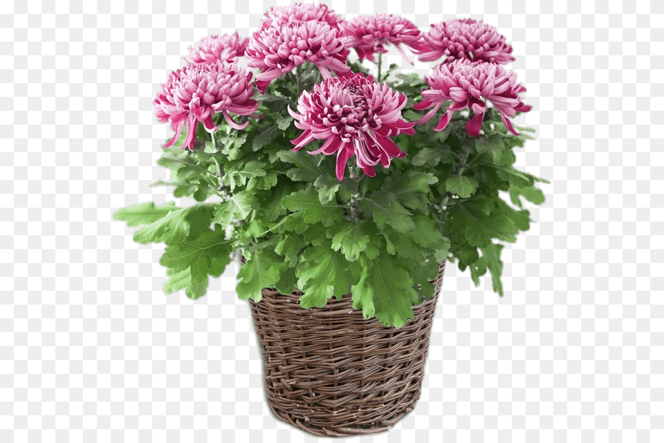 Potted Pink Chrysanthemum Plante D Nergie Positive, Dahlia, Flower, Flower Arrangement, Geranium Free Png