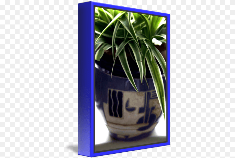 Potted Plant 1 By Martin J Murphy For Indoor, Vase, Pottery, Potted Plant, Planter Png Image