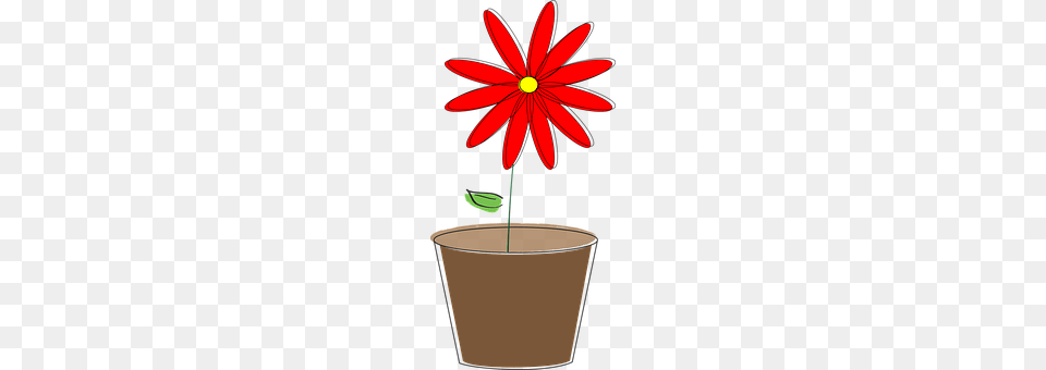 Potted Plant Daisy, Flower, Potted Plant, Petal Png Image