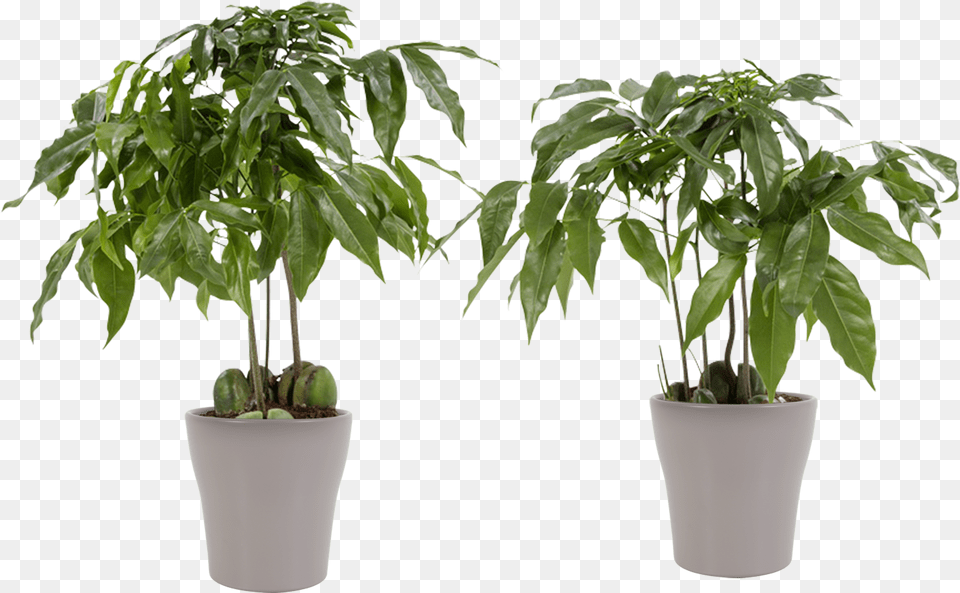 Potted Plant Aloe Cyperus Alternifolius, Jar, Leaf, Planter, Potted Plant Free Transparent Png