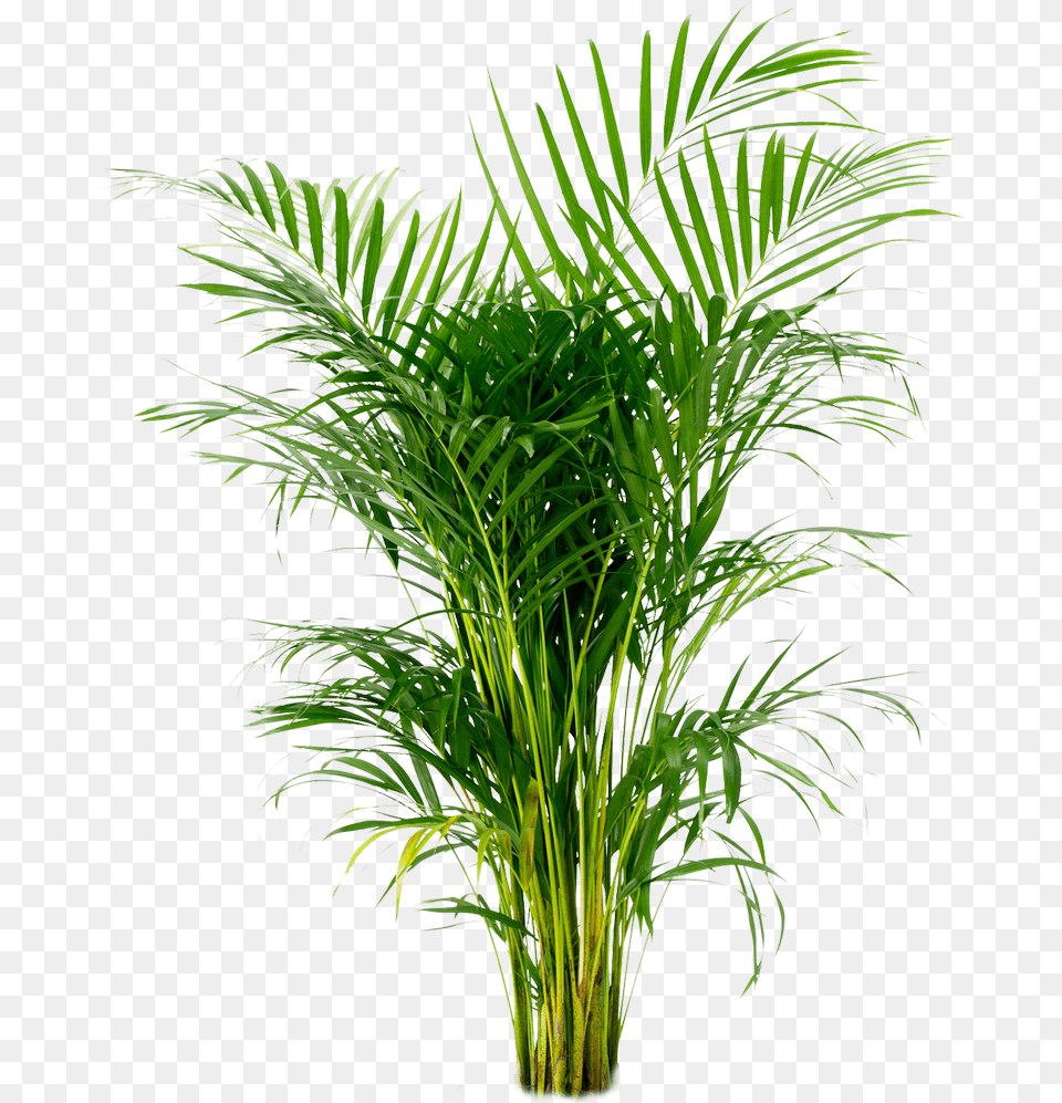 Potted Plant Areca Palm Arecaceae Houseplant Areca Palm, Leaf, Palm Tree, Tree Free Transparent Png