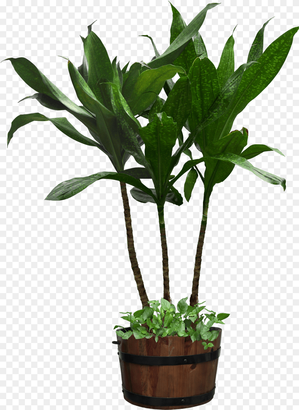Potted Plant Download Clipart Potted Plant Background, Leaf, Potted Plant, Tree, Jar Free Transparent Png