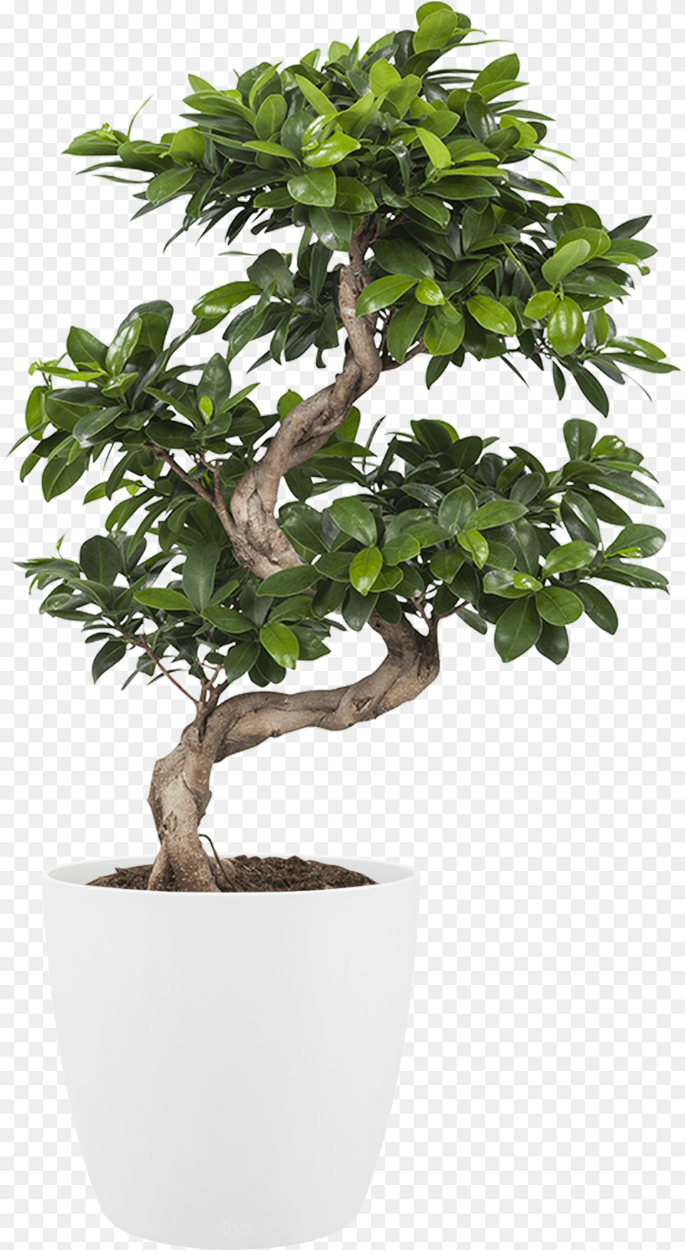 Potted Plant Houseplant, Leaf, Potted Plant, Tree, Bonsai Free Transparent Png