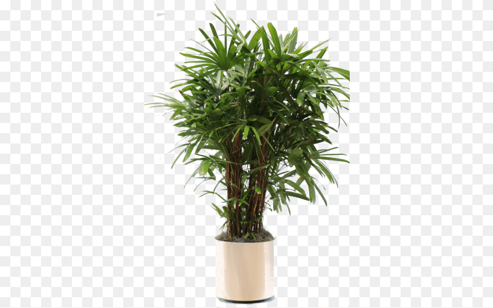 Potted Plant Office Tree, Palm Tree, Potted Plant, Leaf, Jar Free Png Download