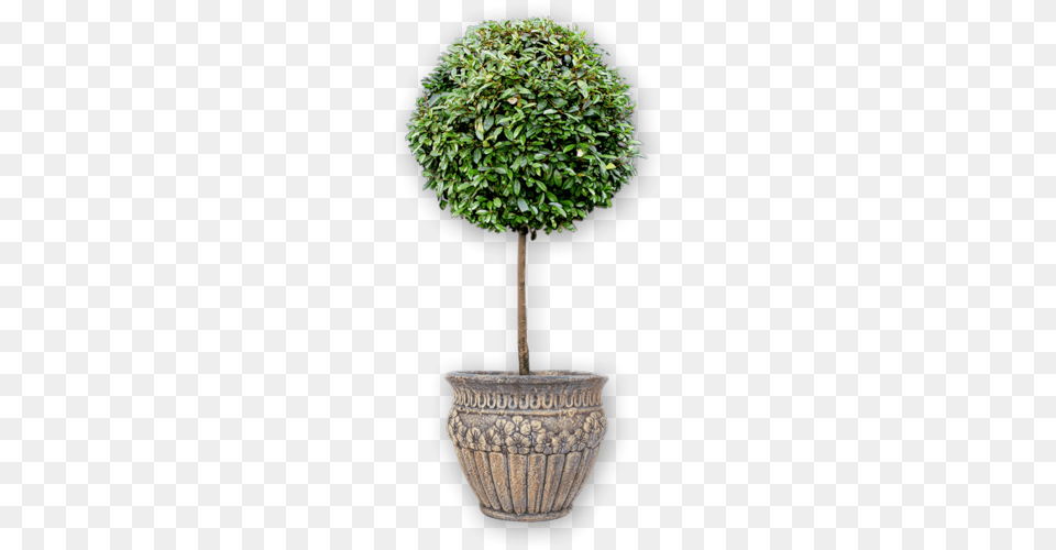 Potted Plant Soil, Potted Plant, Tree, Bonsai Free Transparent Png