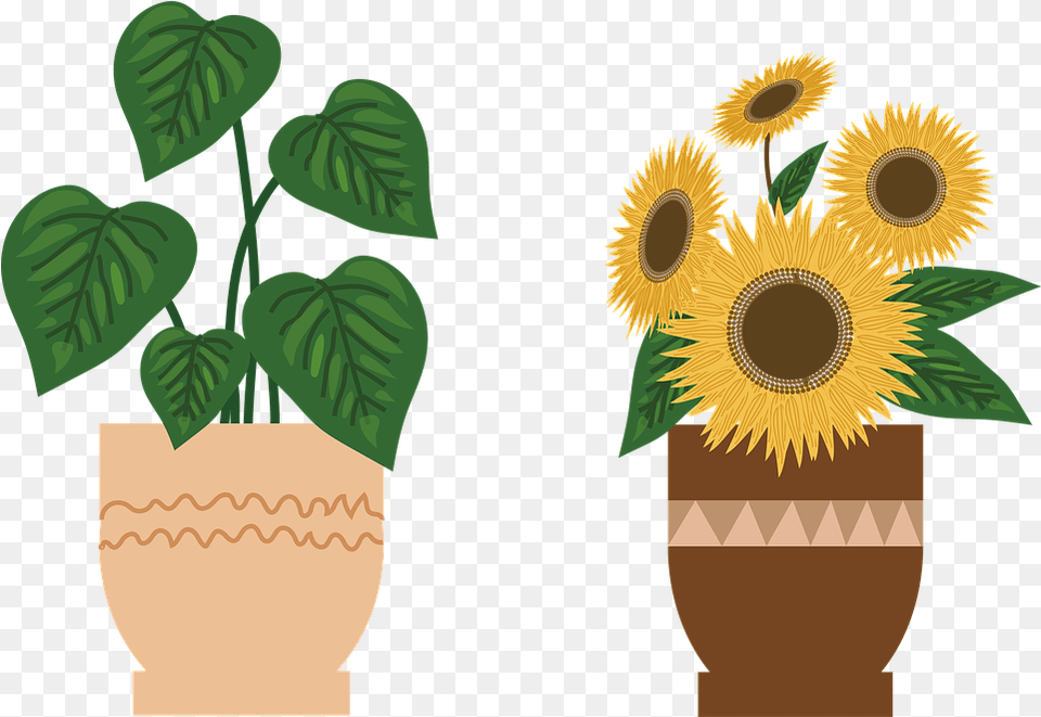 Potted Plant Sunflower Flowers On Pixabay Potted Sunflower Plants, Flower, Potted Plant, Jar, Leaf Free Transparent Png