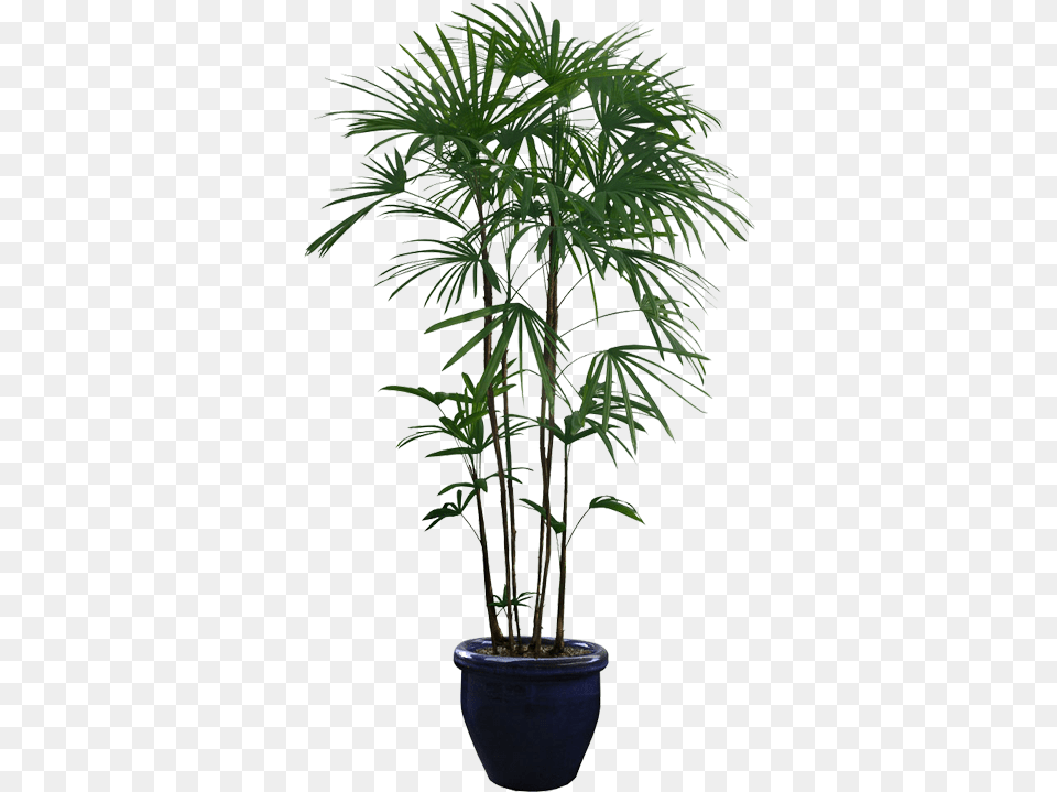 Potted Plant Transparent Background, Leaf, Palm Tree, Potted Plant, Tree Png Image