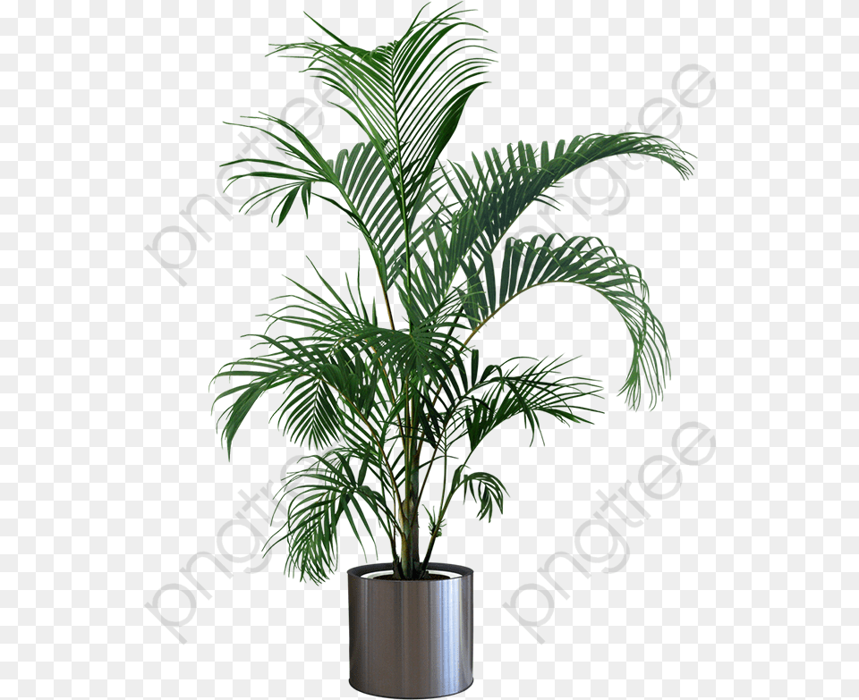 Potted Plant Transparent Background, Leaf, Palm Tree, Potted Plant, Tree Free Png