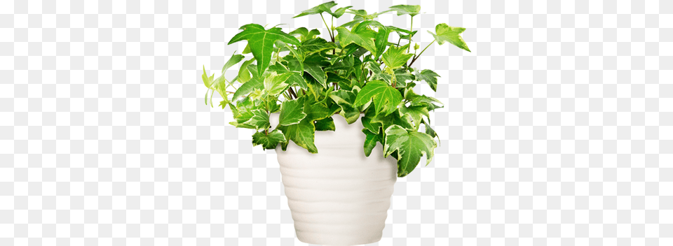 Potted Plant Potted Plants, Leaf, Potted Plant, Jar, Planter Free Transparent Png