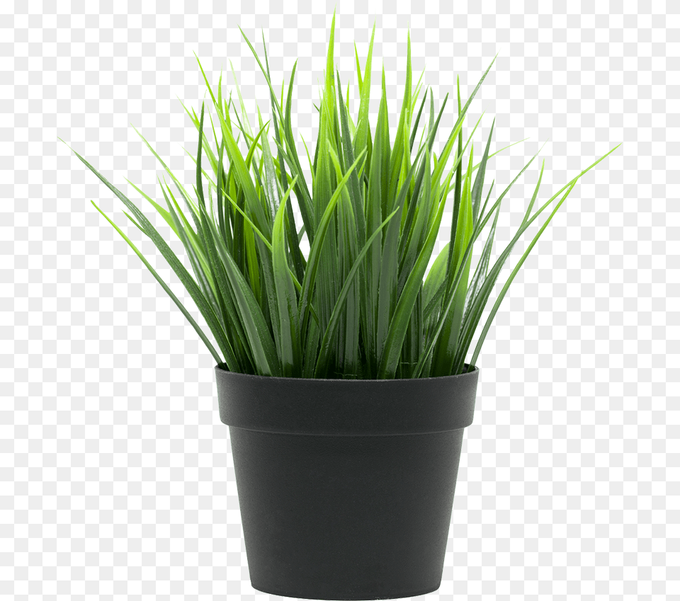 Potted Plant Trava Ikea, Potted Plant, Grass, Jar, Planter Free Png Download